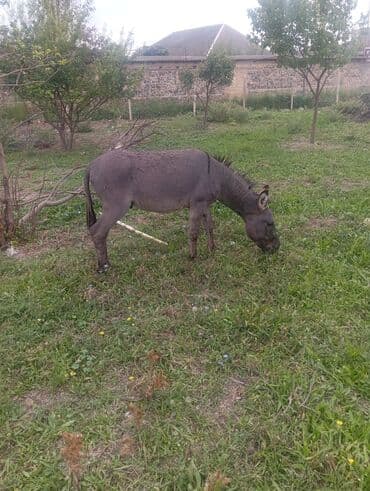 ağdam xoruzu gence: Erkek eşşək — 4