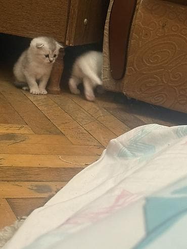 Digər heyvanlar: Şotland yastı qulaq — 1