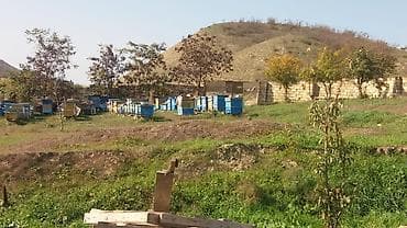 580 sot, Kənd təsərrüfatı, Makler, Kupça (Çıxarış)