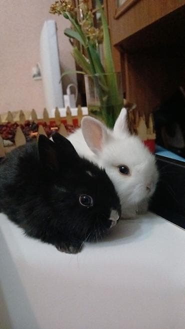 Mini dekorativ dovşan balaları - Növ: dekorativ/mini pet dovşan - — 3