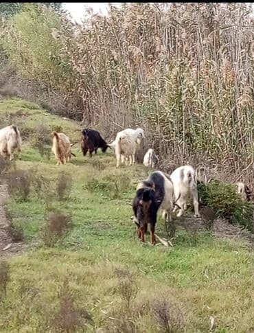 Mal-qara: Keçilər sürüsü Təsvir: - Şəkildə müxtəlif rəngli (ağ, qara