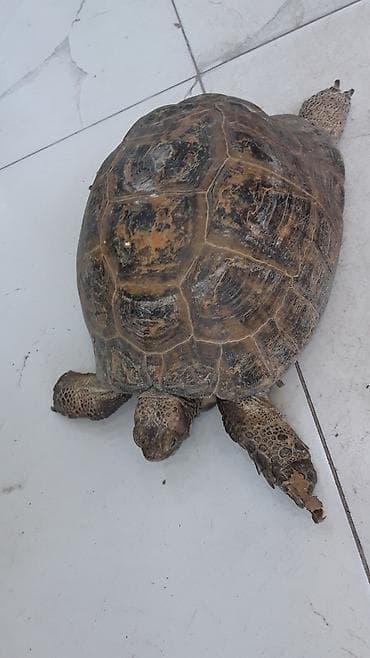 Quru tisbaxa boyuk olcude cekisi 5kilo. diwidi uzunluq 30sm eni — 2
