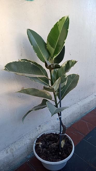 Ficus elastica “Tineke” – dekorativ otaq bitkisi - Növ: Fikus lalafo.az -da Ficus elastica “Tineke” – dekorativ otaq bitkisi - Növ: Fikus