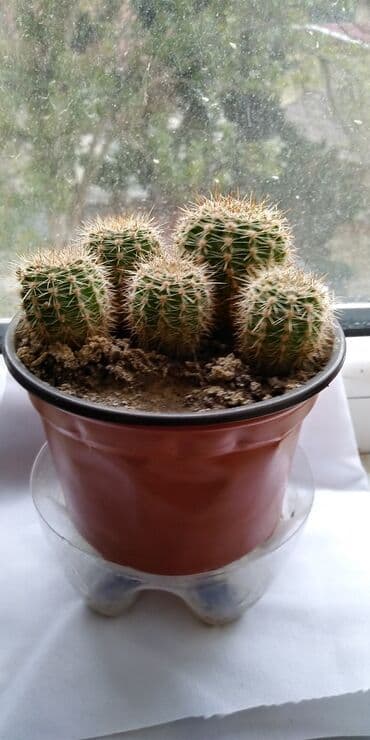 limon duzu qiymeti: Otaq bitkiləri — 1