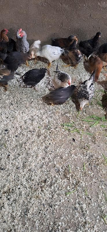 kənd çolpası: Toyuq, Damazlıq — 4