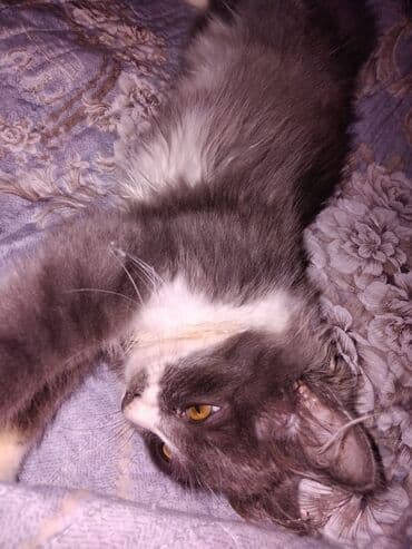 pişik balaları: Meyn-kun, Erkək, Yaxşı əllərə, Ünvandan götürmə — 5