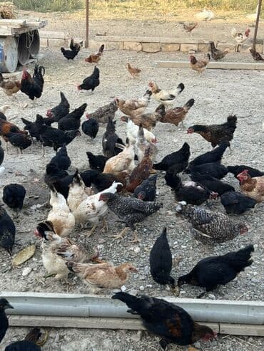 cücə və xoruz: Toyuq, Australorp, Brama, Damazlıq, Ünvandan götürmə — 30