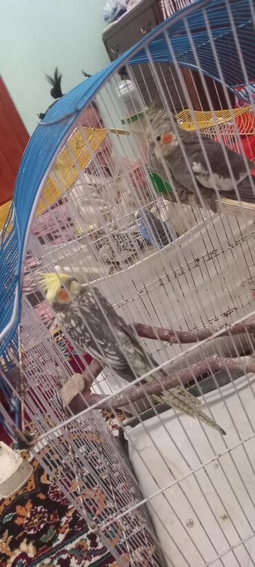 попугай корелла: Salam 4eded karella qus astilir.Iri hecimli saglam 8ayliq.Rəng — 3