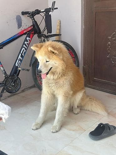 samoyed satilir: Samoyed — 3