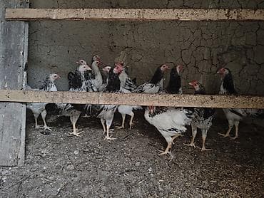 rhode island red: Ev toyuqlari.Real alıcıya endirim olacaq — 2