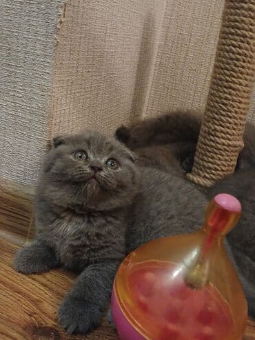 pişiklər bala: Şotland — 3