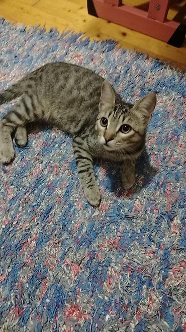 Ev pişiyidi. Erkeydi. Heyvan sever birine etibar ederdim.ama yaxşı