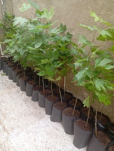 çiyələk şitilləri: Məktəb həyəti, bağ və parklar üçün dekorativ ağac fidanları - Növ — 4