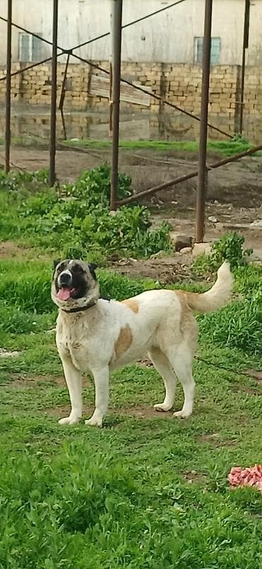 etibarli elere verilir: Qurdbasar, 10 ay, Dişi, Peyvəndli — 2