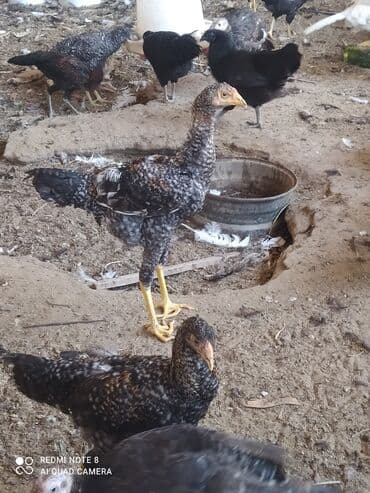 Inəklər, öküzlər: Heyratı xoruzlar. 5 aylıq heyratı xoruzları. Pleymut 6 -ədəd — 3