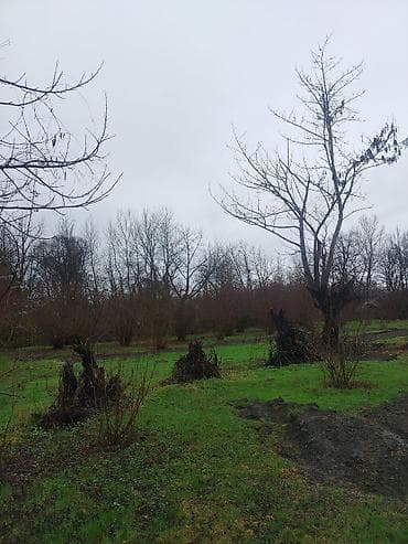 binə savxozda torpaq: Kənd təsərrüfatı — 4