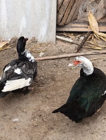 Ördəklər: Muscovy (Hind) ördəkləri – müxtəlif rənglərdə - Şəkillərdə görülən — 1