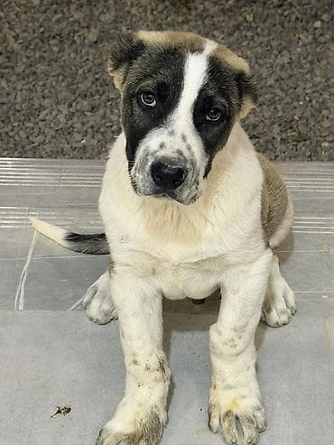 Alabay, 3 ay, Erkek, Ünvandan götürmə, Ödənişli çatdırılma