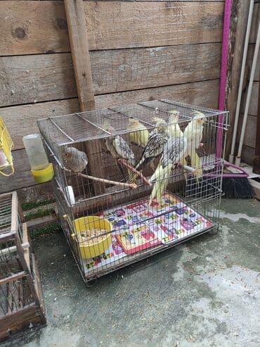 попугай жако купить в баку: Qəfəs quslar — 4