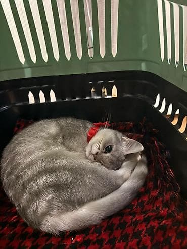 Akvariumlar: Şinşilla, Dişi, Yaxşı əllərə, Ünvandan götürmə — 3