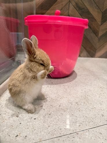 dovşan: 🐰 2 aylıq mavi gözlü dovşan satılır. Evdə böyüdülüb, insanlara öyrəşib — 2