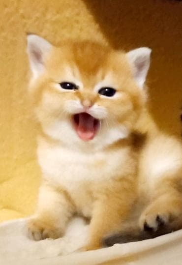 Heyvanlar: Britan, Erkək, Yaxşı əllərə, Ünvandan götürmə — 1