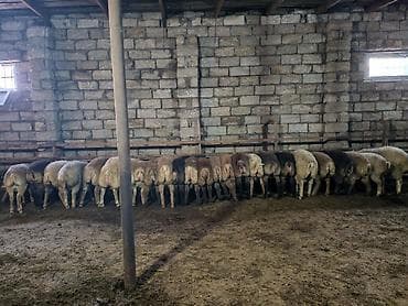 afçarka satışı: Quzular satılır.Super kökdülər.Kəsimlik və Damazlıq üçün əladır.26 — 5