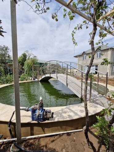 koya baliqlari: Qızıl balıq, Sülhsevər, Ünvandan götürmə — 2