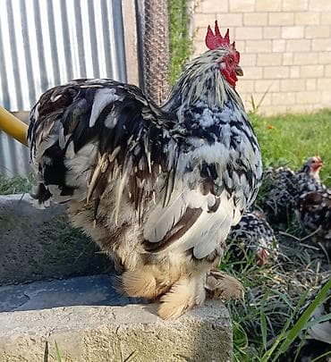 alman kurdu iti: Toyuq, Damazlıq, Ödənişli çatdırılma, Rayonlara çatdırılma — 5