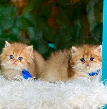 Fars lalafo.az -da Fars