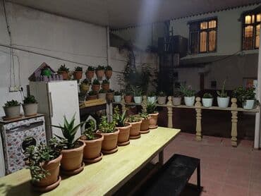 jasmin gülü: Həyətdə sevgi və qayğı ilə yetişdirilmiş müxtəlif dipçək gülləri — 2