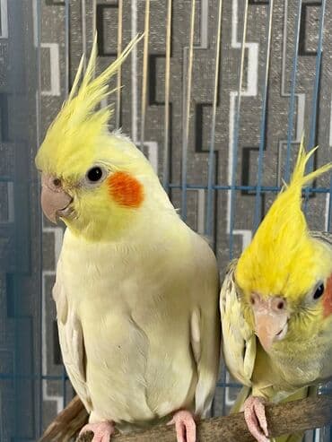 Salam. ENDİRİMLƏR🦜🐦 Qiymət dənə düşməmişlər 35 m başlayır lalafo.az -da Salam. ENDİRİMLƏR🦜🐦 Qiymət dənə düşməmişlər 35 m başlayır