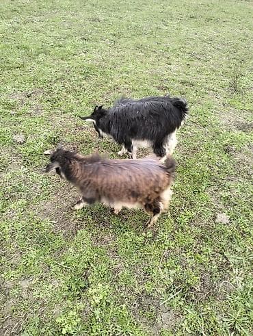 sort keçi: Satışda: 2 baş keçi Xüsusiyyətlər: - Cins: yerli dağ tipli — 2