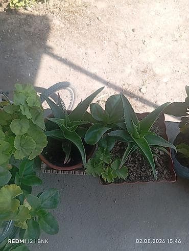 Satış üçün müxtəlif saksı bitkiləri - Aloe (aloe vera tipli, ətli