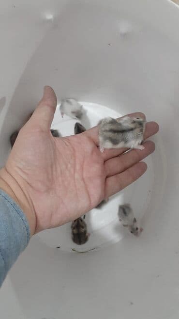 Cunqarik xamyaklar.ele öyrəşib dislemirler.her rəngdə var.qefeslerde