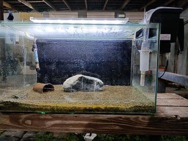 Akvaryum komplekti - Şüşə akvaryum: təxmini ölçü 70×40×40 sm düz lalafo.az -da Akvaryum komplekti - Şüşə akvaryum: təxmini ölçü 70×40×40 sm düz