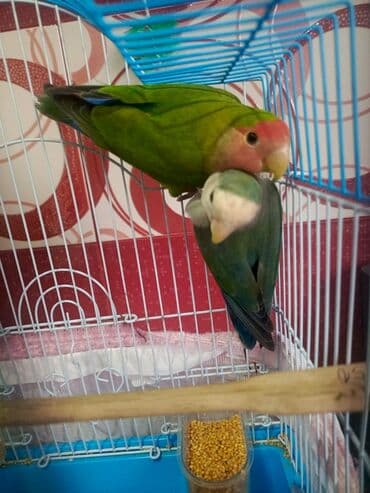 quş qəfəsləri: Qəfəs 9azn Valnisti Tutuquşu Qəfəsi 9azn Amadin Bülbül Qəfəsi 9azn — 11