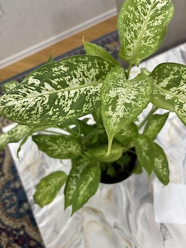 diffenbaxiya bitkisi haqqinda melumat: Dieffenbachia (ağ xallı tropik otaq bitkisi) - Növ: Dieffenbachia — 8