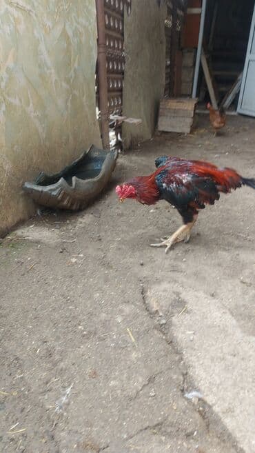 домик для большой собаки: Xoruz, il: 2 — 6