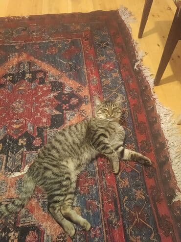 pişik cütleşdirmek: Tabbi, Erkək — 1