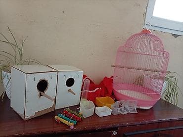 Quşlar üçün tam dəst aksessuarlar - Qızılı-çəhrayı rəngdə, asma