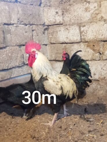 toyuq ucun yem qablari: Salam Aleykum Belə xoruzlar çıxıb satışa 5 xoruz hamsı dolu kök — 2