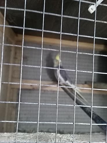 deve quşu: Korella ərkeydi 1 yaş yarımlıqdı cütə hazır tam sağlam unvan yeni — 5