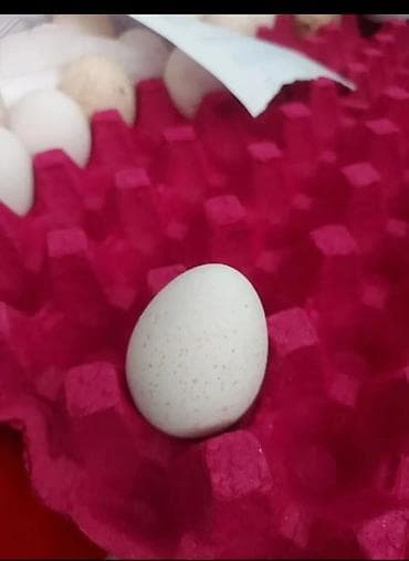hınduska: Hündüşqa yumurtası kanada sortu ağ rəng — 1