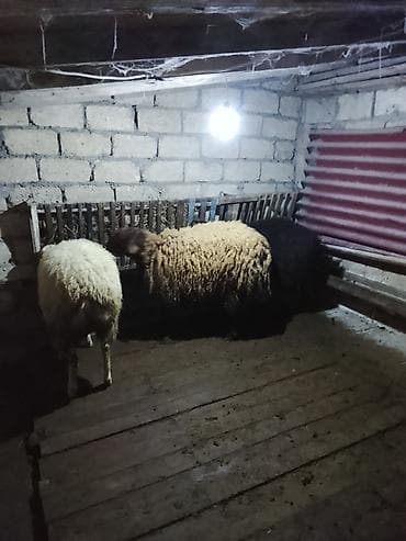 qoyunu: 3bas erkək toglular satılır öz qapı heyvanlarimdi arpa yemiş — 5