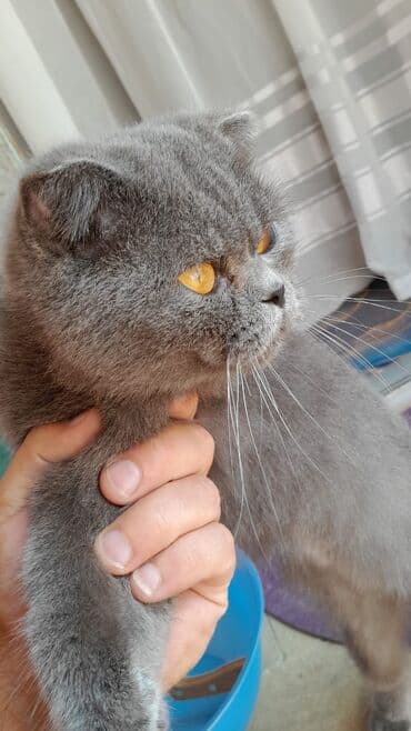 попугай ара цена: Satilir.100 — 2