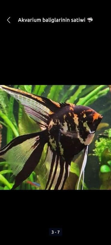 Akvarium baliglarinin satiwi 🦈 Danio baligi olcu 2 sm+,reng