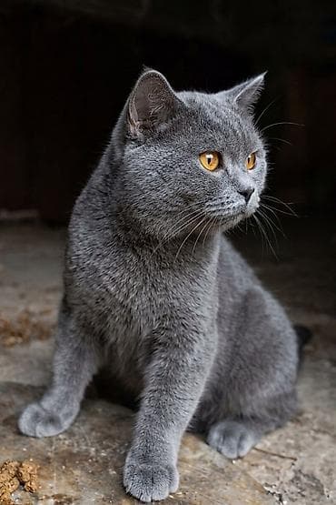 angora pişik: Britan, Erkək — 2