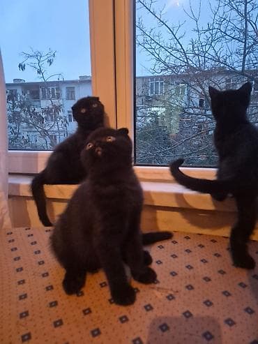 qara pisik sekilleri: Şotland — 6