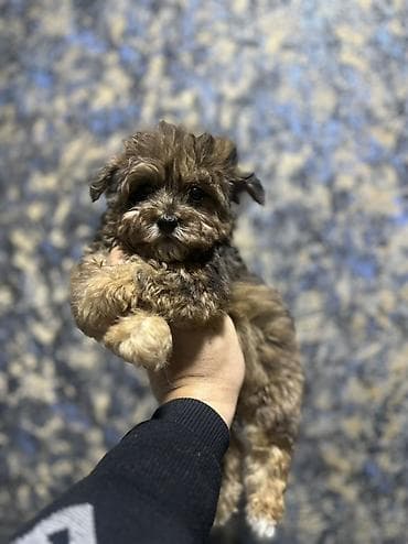 Dişi, Peyvəndli, Pulsuz çatdırılma